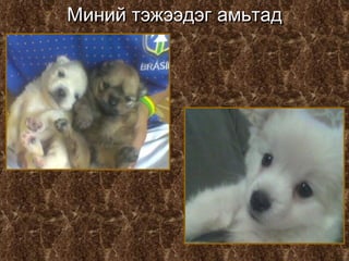 Миний тэжээдэг амьтад 