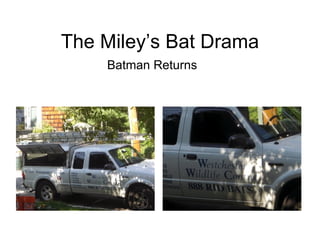 The Miley’s Bat Drama ,[object Object]