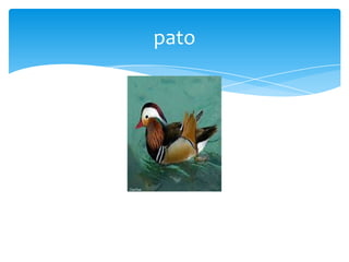 pato

 