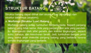 Struktur batang dapat dilihat dari struktur luar (morfologi) dan
struktur dalamnya (anatomi).
a. Morfologi (Struktur Luar) Batang
• Morfologi batang setiap tumbuhan berbeda-beda. Seperti panjang
batang yang tidak sama. Ada yang panjang dan ada yang pendek.
Itu dipengaruhi oleh sifat genetis dan kondisi lingkungan, seperti
suhu, cahaya, dan kesuburan tanah. Jadi, tumbuhan dengan jenis
yang sama akan memiliki panjang batang yang berbeda karena
kondisi lingkungan yang berbeda.
 