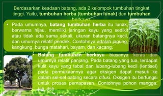 Berdasarkan keadaan batang, ada 2 kelompok tumbuhan tingkat
tinggi. Yaitu, tumbuhan herba (tumbuhan lunak) dan tumbuhan
berkayu.
• Pada umumnya, batang tumbuhan herba itu lunak,
berwarna hijau, memiliki jaringan kayu yang sedikit
atau tidak ada sama sekali, ukuran batangnya kecil,
dan umurnya relatif pendek. Contohnya adalah jagung,
kangkung, bunga matahari, bayam, dan kacang.
• Batang tumbuhan berkayu biasanya keras dan
umurnya relatif panjang. Pada batang yang tua, terdapat
kulit kayu yang tebal dan lubang-lubang kecil (lentisel)
pada permukaannya agar oksigen dapat masuk ke
dalam sel-sel batang secara difusi. Oksigen itu berfungsi
untuk proses pernapasan. Contohnya pohon mangga,
jati, dsb.
 