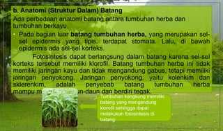 b. Anatomi (Struktur Dalam) Batang
Ada perbedaan anatomi batang antara tumbuhan herba dan
tumbuhan berkayu.
• Pada bagian luar batang tumbuhan herba, yang merupakan sel-
sel epidermis yang tipis, terdapat stomata. Lalu, di bawah
epidermis ada sel-sel korteks.
Fotosintesis dapat berlangsung dalam batang karena sel-sel
korteks tersebut memiliki klorofil. Batang tumbuhan herba ini tidak
memiliki jaringan kayu dan tidak mengandung gabus, tetapi memiliki
jaringan penyokong. Jaringan penyokong, yaitu kolenkim dan
sklerenkim, adalah penyebab batang tumbuhan herba
mampu menopang daun-daun dan berdiri tegak.
Tumbuhan kangkung memiliki
batang yang mengandung
klorofil sehingga dapat
melakukan fotosintesis di
batang
 
