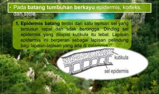 • Pada batang tumbuhan berkayu epidermis, korteks,
dan stele.
1. Epidermis batang terdiri dari satu lapisan sel yang
tersusun rapat dan tidak berongga. Dinding sel
epidermis yang dilapisi kutikula itu tebal. Lapisan
epidermis ini berperan sebagai lapisan pelindung
bagi lapisan-lapisan yang ada di dalamnya.
 