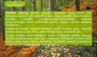Korteks batang adalah jaringan parenkim yang terdiri dari
beberapa lapisan sel berdinding tipis yang memiliki vakuola besar.
Korteks memiliki rongga-rongga/ruang-ruang antarsel
yang berfungsi untuk pertukaran udara. Dalam korteks terdapat
floeterma.
Floeterma adalah lapisan terdalam pada korteks yang memiliki
bentuk dan susunan khas, serta mengandung butir-butir pati.
Fungsi korteks pada sebagian besar tumbuhan adalah sebagai
tempat penyimpanan cadangan makanan. Penyebab korteks tidak
terlihat jelas pada batang tumbuhan monokotil adalah tersebarnya
ikatan pembuluhnya secara tidak teratur.
2.
KORTEKS
 