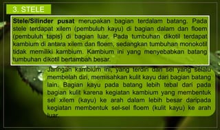Stele/Silinder pusat merupakan bagian terdalam batang. Pada
stele terdapat xilem (pembuluh kayu) di bagian dalam dan floem
(pembuluh tapis) di bagian luar. Pada tumbuhan dikotil terdapat
kambium di antara xilem dan floem, sedangkan tumbuhan monokotil
tidak memiliki kambium. Kambium ini yang menyebabkan batang
tumbuhan dikotil bertambah besar.
Jaringan kambium ini, yang terdiri dari sel yang selalu
membelah diri, memisahkan kulit kayu dari bagian batang
lain. Bagian kayu pada batang lebih tebal dari pada
bagian kulit karena kegiatan kambium yang membentuk
sel xilem (kayu) ke arah dalam lebih besar daripada
kegiatan membentuk sel-sel floem (kulit kayu) ke arah
luar.
3. STELE
 