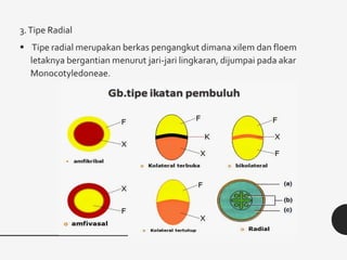 3.Tipe Radial
 Tipe radial merupakan berkas pengangkut dimana xilem dan floem
letaknya bergantian menurut jari-jari lingkaran, dijumpai pada akar
Monocotyledoneae.
 