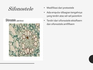 Sifonostele • Modifikasi dari protostele
• Ada empulur dibagian tengahnya
yang terdiri atas sel-sel parenkim
• Terdiri dari sifonostele ektofloem
dan sifonostele amfifloem
 