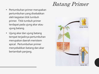 Batang Primer
• Pertumbuhan primer merupakan
pertumbuhan yang disebabkan
oleh kegiatan titik tumbuh
primer. Titik tumbuh primer
terdapat pada ujung akar atau
ujung batang.
• Ujung akar dan ujung batang
tempat terjadinya pertumbuhan
merupakan daerah meristem
apical. Pertumbuhan primer
menyebabkan batang dan akar
bertambah panjang.
 