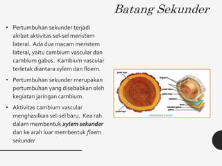 Batang Sekunder
• Pertumbuhan sekunder terjadi
akibat aktivitas sel-sel meristem
lateral. Ada dua macam meristem
lateral, yaitu cambium vascular dan
cambium gabus. Kambium vascular
terletak diantara xylem dan floem.
• Pertumbuhan sekunder merupakan
pertumbuhan yang disebabkan oleh
kegiatan jaringan cambium.
• Aktivitas cambium vascular
menghasilkan sel-sel baru. Kea rah
dalam membentuk xylem sekunder
dan ke arah luar membentuk floem
sekunder
 