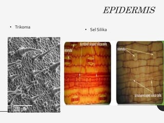 EPIDERMIS
• Trikoma
• Sel Silika
 