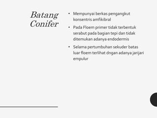 Batang
Conifer
• Mempunyai berkas pengangkut
konsentris amfikibral
• Pada Floem primer tidak terbentuk
serabut pada bagian tepi dan tidak
ditemukan adanya endodermis
• Selama pertumbuhan sekuder batas
luar floem terlihat dngan adanya jarijari
empulur
 