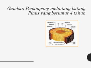 Gambar. Penampang melintang batang
Pinus yang berumur 4 tahun
 