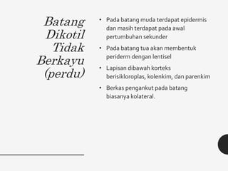 Batang
Dikotil
Tidak
Berkayu
(perdu)
• Pada batang muda terdapat epidermis
dan masih terdapat pada awal
pertumbuhan sekunder
• Pada batang tua akan membentuk
periderm dengan lentisel
• Lapisan dibawah korteks
berisikloroplas, kolenkim, dan parenkim
• Berkas pengankut pada batang
biasanya kolateral.
 