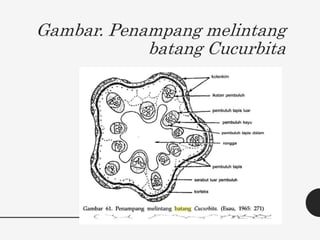 Gambar. Penampang melintang
batang Cucurbita
 