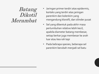 Batang
Dikotil
Merambat
• Jaringan primer terdiri atas epidermis,
korteks yang terdiri atas jaringan
parenkim dan kolenkim yang
mengandung klorofil, dan silinder pusat
• Sel yang dibentuk pada akhir masa
pertumbuhan relative lebih kecil,
apabila diameter batang membesar,
setiap berkar juga membesar ke arah
luar atau kea rah tepi
• Pada bebrapa spesies, beberapa sel
parenkim berubah menjadi sel batu
 