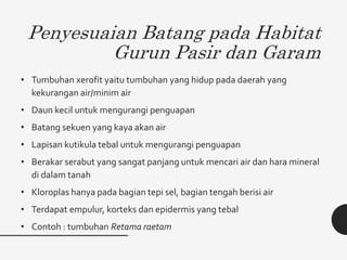 Penyesuaian Batang pada Habitat
Gurun Pasir dan Garam
• Tumbuhan xerofit yaitu tumbuhan yang hidup pada daerah yang
kekurangan air/minim air
• Daun kecil untuk mengurangi penguapan
• Batang sekuen yang kaya akan air
• Lapisan kutikula tebal untuk mengurangi penguapan
• Berakar serabut yang sangat panjang untuk mencari air dan hara mineral
di dalam tanah
• Kloroplas hanya pada bagian tepi sel, bagian tengah berisi air
• Terdapat empulur, korteks dan epidermis yang tebal
• Contoh : tumbuhan Retama raetam
 