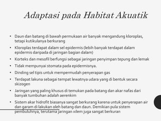 Adaptasi pada Habitat Akuatik
• Daun dan batang di bawah permukaan air banyak mengandung kloroplas,
tetapi kutikulanya berkurang
• Kloroplas terdapat dalam sel epidermis (lebih banyak terdapat dalam
epidermis daripada di jaringan bagian dalam)
• Korteks dan mesofil berfungsi sebagai jaringan penyimpan tepung dan lemak
• Tidak mempunyai stomata pada epidermisnya.
• Dinding sel tipis untuk mempermudah penyerapan gas
• Terdapat lakuna sebagai tempat lewatnya udara yang di bentuk secara
skizogen
• Jaringan yang paling khusus di temukan pada batang dan akar nafas dari
banyak tumbuhan adalah aerenkim
• Sistem akar hidrofit biasanya sangat berkurang karena untuk penyerapan air
dan garam di lakukan oleh batang dan daun. Demikian pula sistem
pembuluhnya, terutama jaringan xilem juga sangat berkuran
 