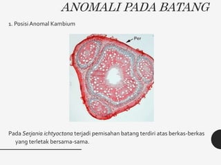 ANOMALI PADA BATANG
1. PosisiAnomal Kambium
Pada Serjania ichtyoctona terjadi pemisahan batang terdiri atas berkas-berkas
yang terletak bersama-sama.
 