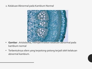 2. Kelakuan Abnormal pada Kambium Normal
• Gambar : Aristolochia, memperlihatkan kelakuan abnormal pada
kambium normal
• Terbentuknya xilem yang terpotong-potong terjadi oleh kelakuan
abnormal kambium.
 