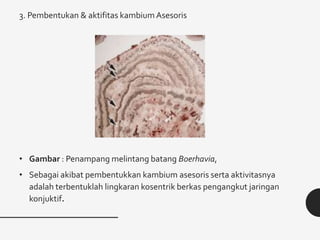 3. Pembentukan & aktifitas kambium Asesoris
• Gambar : Penampang melintang batang Boerhavia,
• Sebagai akibat pembentukkan kambium asesoris serta aktivitasnya
adalah terbentuklah lingkaran kosentrik berkas pengangkut jaringan
konjuktif.
 