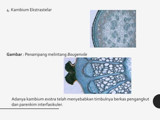 4. Kambium Ekstrastelar
Gambar : Penampang melintang Bougenvile
Adanya kambium exstra telah menyebabkan timbulnya berkas pengangkut
dan parenkim interfasikuler.
 