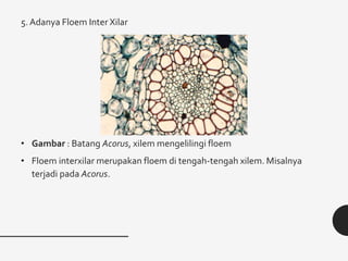 5. Adanya Floem Inter Xilar
• Gambar : Batang Acorus, xilem mengelilingi floem
• Floem interxilar merupakan floem di tengah-tengah xilem. Misalnya
terjadi pada Acorus.
 