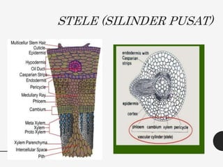 STELE (SILINDER PUSAT)
 