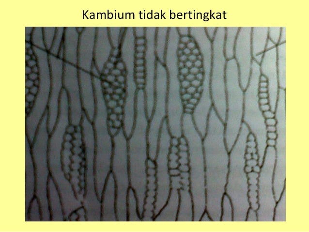 anatomi tumbuhan Batang sekunder