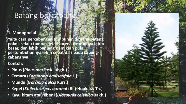 BATANG TUMBUHAN BIOLOGI MISA VLKRN