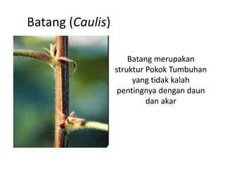 Batang (Caulis)
Batang merupakan
struktur Pokok Tumbuhan
yang tidak kalah
pentingnya dengan daun
dan akar
 