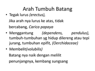 Arah Tumbuh Batang
• Tegak lurus (erectus),
Jika arah nya lurus ke atas, tidak
bercabang, Carica papaya
• Menggantung (dependens, pendulus),
tumbuh-tumbuhan yg hidup dilereng atau tepi
jurang, tumbuhan epifit, (Oerchidaceae)
• Membelit(volubilis)
Batang nya naik dengan melilit
penunjangnya, kembang sungsang
 