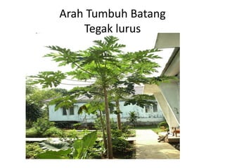 Arah Tumbuh Batang
Tegak lurus
 