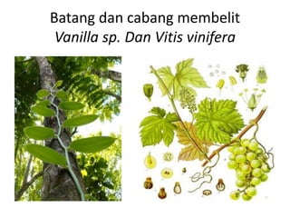 Batang dan cabang membelit
Vanilla sp. Dan Vitis vinifera
 