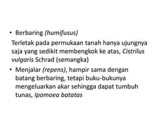 • Berbaring (humifusus)
Terletak pada permukaan tanah hanya ujungnya
saja yang sedikit membengkok ke atas, Cistrilus
vulgaris Schrad (semangka)
• Menjalar (repens), hampir sama dengan
batang berbaring, tetapi buku-bukunya
mengeluarkan akar sehingga dapat tumbuh
tunas, Ipomoea batatas
 