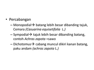 • Percabangan
– Monopodial batang lebih besar dibanding tajuk,
Cemara (Casuarina equisetifolia L.)
– Sympodial tajuk lebih besar dibanding batang,
contoh Achras zapota =sawo
– Dichotomus cabang muncul dikiri kanan batang,
paku andam (achras zapota L.)
 