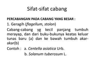 Sifat-sifat cabang
PERCABANGAN PADA CABANG YANG BESAR :
1. Geragih (flagellum, stolon)
Cabang-cabang yg kecil panjang tumbuh
merayap, dan dari buku-bukunya keatas keluar
tunas baru (a) dan ke bawah tumbuh akar-
akar(b)
Contoh : a. Centella asiatica Urb.
b. Solanum tuberosum L.
 