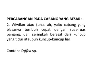 PERCABANGAN PADA CABANG YANG BESAR :
2. Wiwilan atau tunas air, yaitu cabang yang
biasanya tumbuh cepat dengan ruas-ruas
panjang, dan seringkali berasal dari kuncup
yang tidur ataupun kuncup-kuncup liar
Contoh: Coffea sp.
 