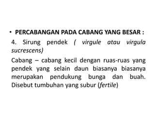 • PERCABANGAN PADA CABANG YANG BESAR :
4. Sirung pendek ( virgule atau virgula
sucrescens)
Cabang – cabang kecil dengan ruas-ruas yang
pendek yang selain daun biasanya biasanya
merupakan pendukung bunga dan buah.
Disebut tumbuhan yang subur (fertile)
 