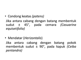• Condong keatas (patens)
Jika antara cabang dengan batang membentuk
sudut ± 45°, pada cemara (Casuarina
equisetifolia)
• Mendatar (Herizontalis)
Jika antara cabang dengan batang pokok
membentuk sudut ± 90°, pada kapuk (Ceiba
pentandra)
 