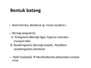 Bentuk batang
– Bulat (terres), Bambusa sp, Cocos nucifera L.
– Bersegi (angularis);
A. Triangularis (Bersegi tiga), Cyperus rotundus
(rumput teki)
B. Quadrangularis (bersegi empat), Passiflora
quadrangularis (markisa)
– Pipih (cladodia)  Muchlenbeckia platyclada (rumput
cina)
 