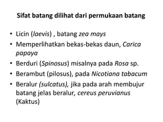 Sifat batang dilihat dari permukaan batang
• Licin (laevis) , batang zea mays
• Memperlihatkan bekas-bekas daun, Carica
papaya
• Berduri (Spinosus) misalnya pada Rosa sp.
• Berambut (pilosus), pada Nicotiana tabacum
• Beralur (sulcatus), jika pada arah membujur
batang jelas beralur, cereus peruvianus
(Kaktus)
 
