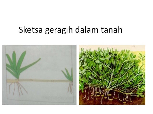 Batang Uas