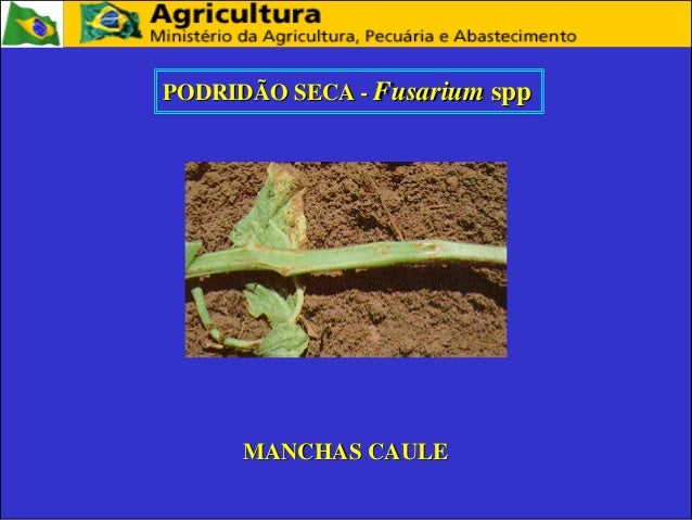 Tratamento de artigo de um fungo de pernas