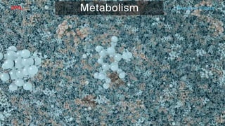 BATBern53  - EPFL - Blue Brain and related technical challenges