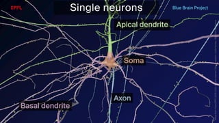 BATBern53  - EPFL - Blue Brain and related technical challenges