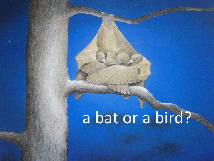 a bat or a bird a bat or a bird