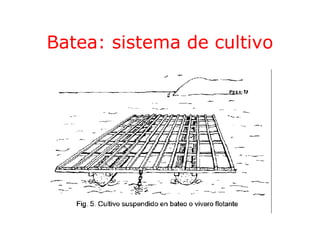 Batea: sistema de cultivo
 