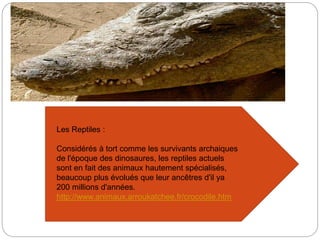 Les Reptiles :
Considérés à tort comme les survivants archaiques
de l'époque des dinosaures, les reptiles actuels
sont en fait des animaux hautement spécialisés,
beaucoup plus évolués que leur ancêtres d'il ya
200 millions d'années.
http://www.animaux.arroukatchee.fr/crocodile.htm
 