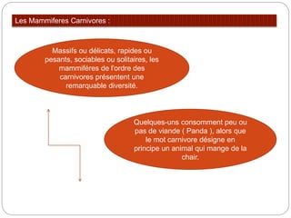 Les Mammiferes Carnivores :
Massifs ou délicats, rapides ou
pesants, sociables ou solitaires, les
mammiféres de l'ordre des
carnivores présentent une
remarquable diversité.
Quelques-uns consomment peu ou
pas de viande ( Panda ), alors que
le mot carnivore désigne en
principe un animal qui mange de la
chair.
 