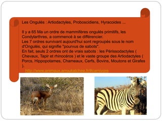 Les Ongulés : Artiodactyles, Proboscidiens, Hyracoides ...
Il y a 65 Ma un ordre de mammifères ongulés primitifs, les
Condylarthres, a commencé à se différencier.
Les 7 ordres survivant aujourd'hui sont regroupés sous le nom
d'Ongulés, qui signifie "pourvus de sabots".
En fait, seuls 2 ordres ont de vrais sabots : les Périssodactyles (
Chevaux, Tapir et rhinocéros ) et le vaste groupe des Artiodactyles (
Porcs, Hippopotames, Chameaux, Cerfs, Bovins, Moutons et Girafes
).
http://www.animaux.arroukatchee.fr/#carnivore
 